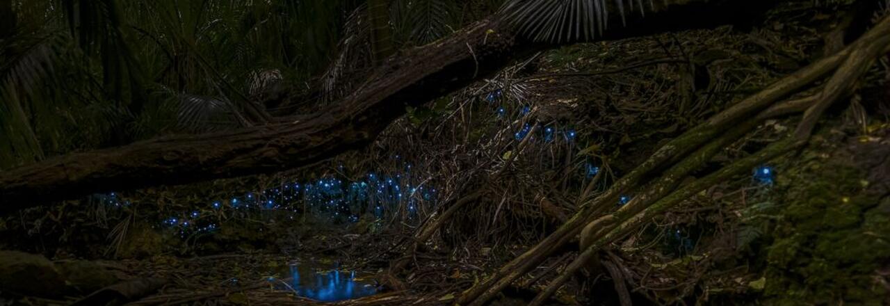 Auckland Glow-Worms Tour  