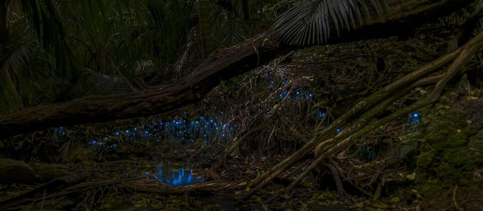 Auckland Glow-Worms Tour  