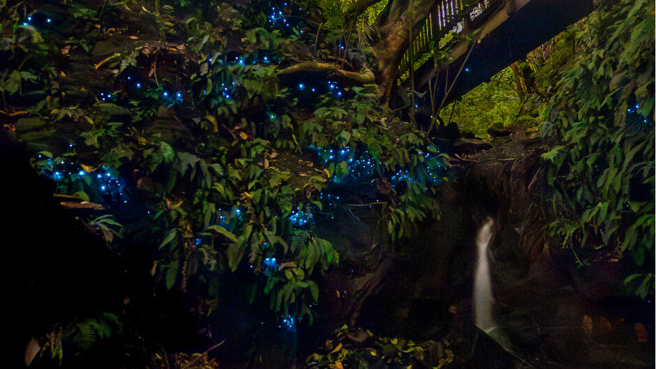 Auckland Inner City Glow-worm Tour