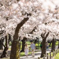 Hagley Park, Christchurch