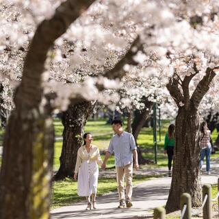 Hagley Park, Christchurch