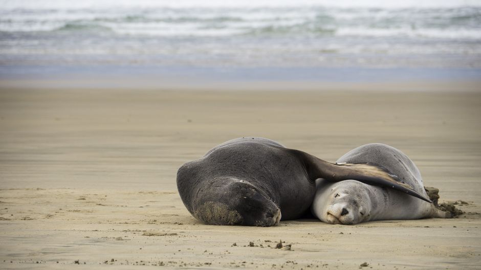 Sea Lions, Dunedin