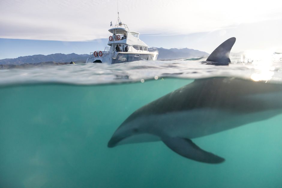 Kaikoura dolphin watch and swim experience