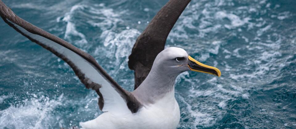 Northern Royal Albatross, Dunedin