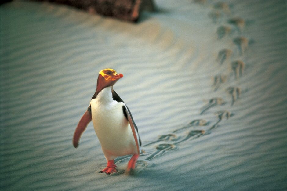 Yellow-Eyed Penguin, Dunedin