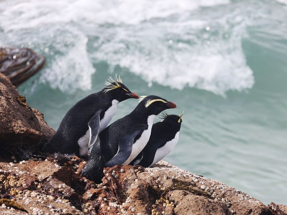 tawaki Fiordland crested penguin