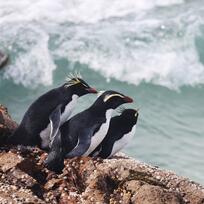 tawaki Fiordland crested penguin