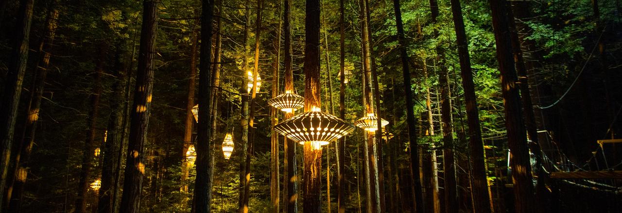 Redwoods Forest