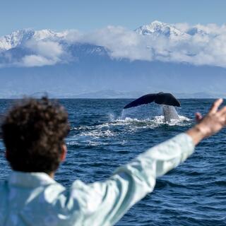 Kaikōura Whale Watching