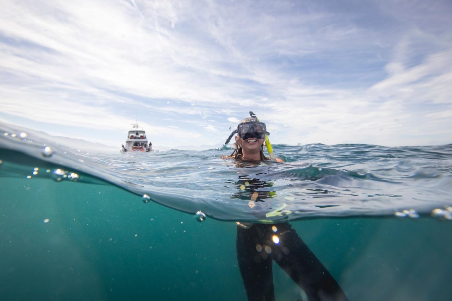Dophin Encounter Kaikoura
