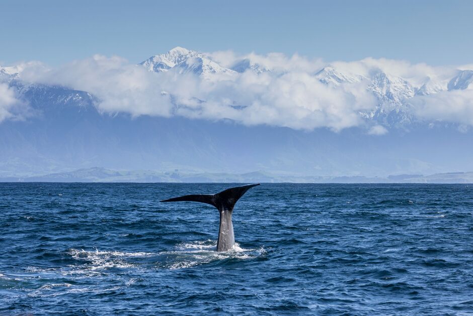 Whale Watching Kaikōura