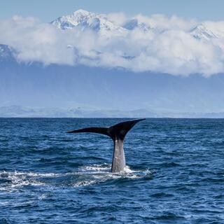 Whale Watching Kaikōura