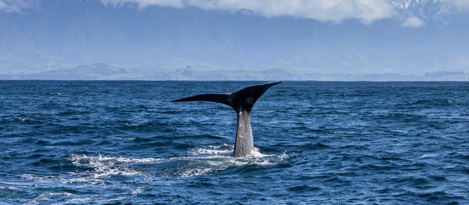 Whale Watching Kaikōura