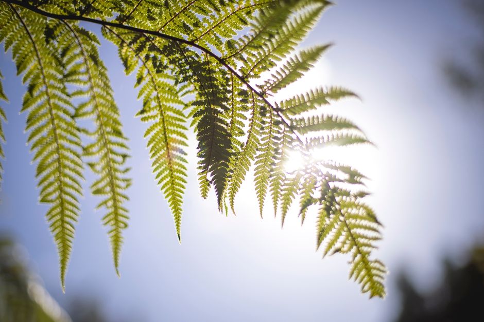 New Zealand Fern