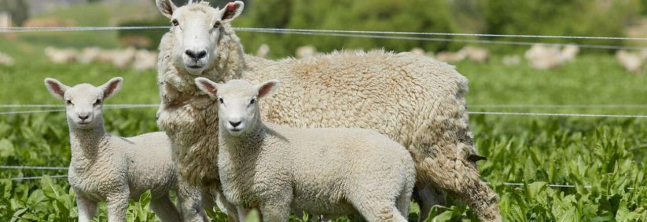 Rustic and Robust Royalburn Farm Tour by Alpine Luxury Tours 