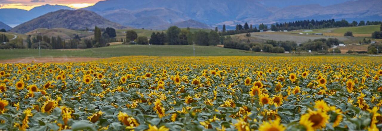 Royalburn Farm Tour, Alpine Luxury Tours