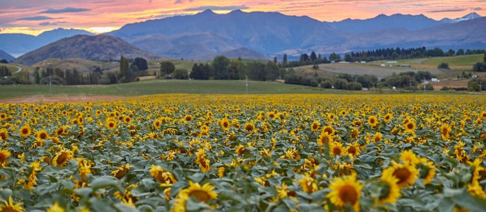 Royalburn Farm Tour, Alpine Luxury Tours