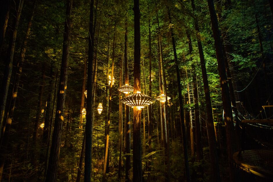 Redwoods Treewalk, Rotorua
