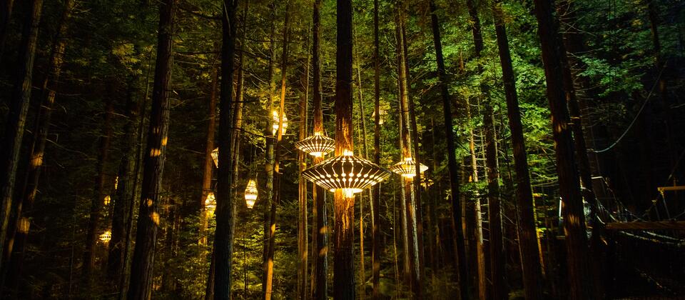 Redwoods Treewalk, Rotorua