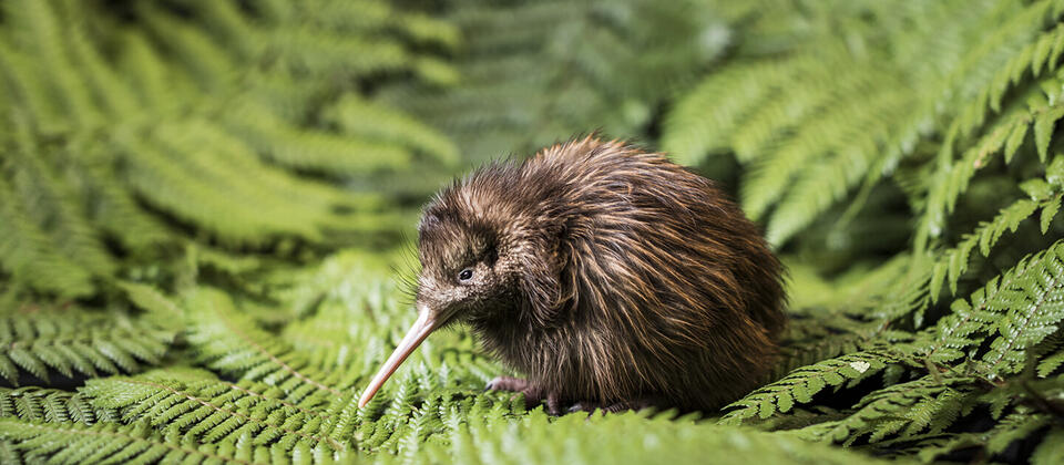 Kiwi chick, National Kiwi Hatchery