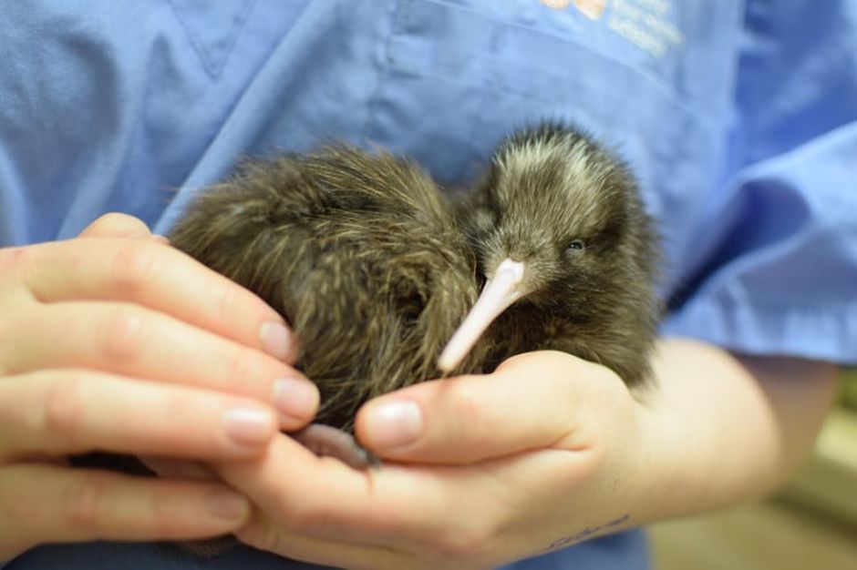 Kiwi chick Rua Mano at National Kiwi Hatchery