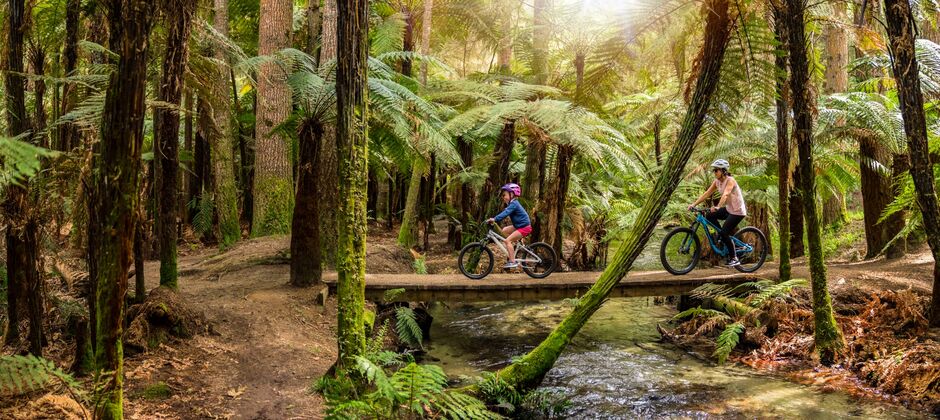 Whakarewarewa Forest, Rotorua
