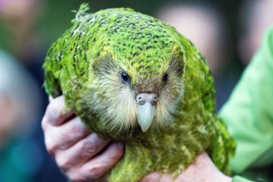 Kākāpō release at Sanctuary Mountain Moungatautari, Waikato