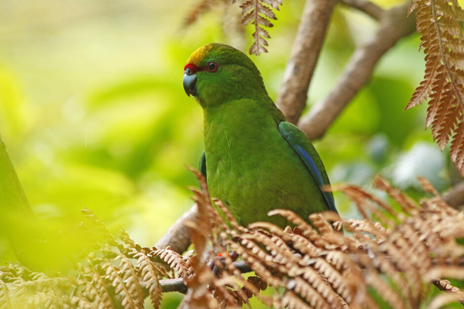 Pukaha National Wildlife Centre
