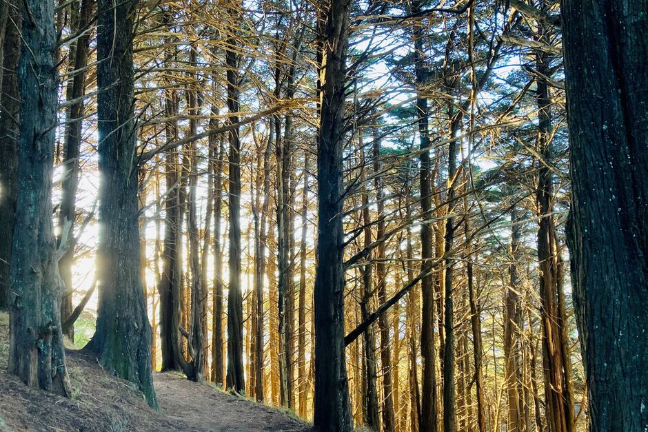 Mount Victoria, Wellington