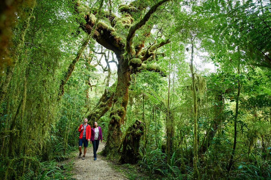 Oparara Arches - West Coast, Fraser Clements