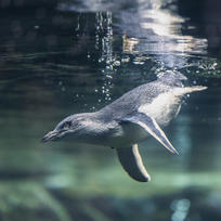 International Antarctic Centre