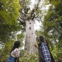 Waipoua Forest