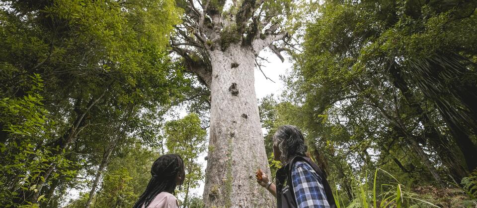 Waipoua Forest