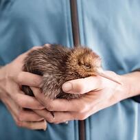 The National Kiwi Hatchery