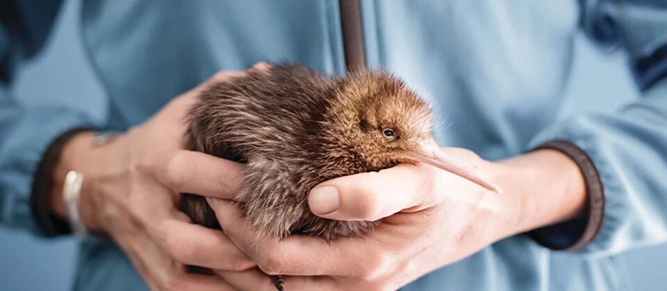 The National Kiwi Hatchery