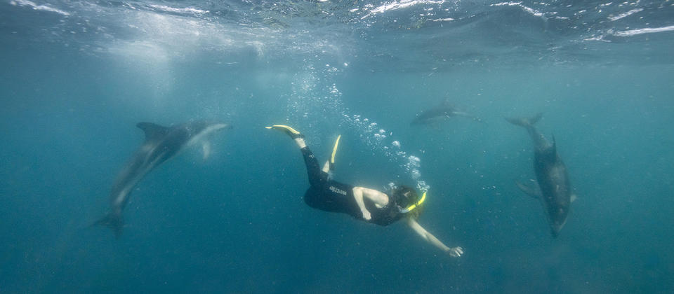 Kaikoura Dolphins Encounter