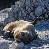 Kaikoura Canterbury