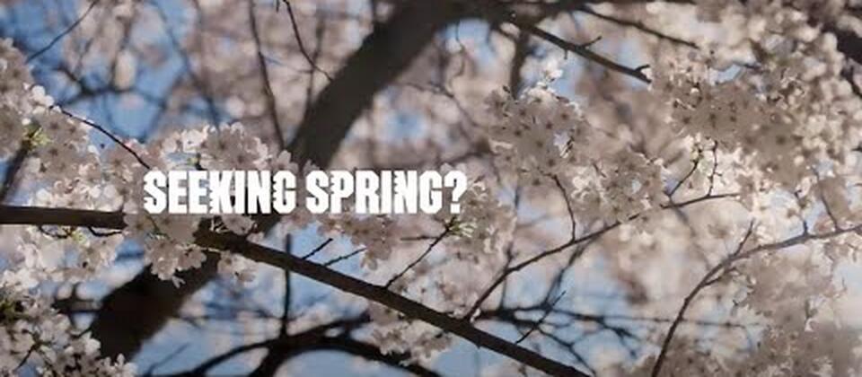 Seeking Aotearoa New Zealand in Spring?