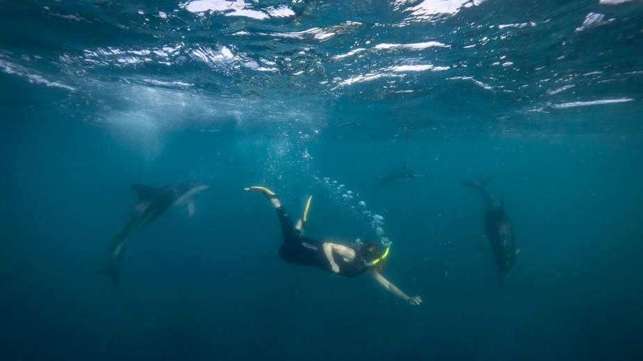 This year Tourism New Zealand connected virtually with travel sellers across the world to chat about experiencing wildlife in New Zealand. 