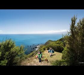 Experience Kāpiti Island through close encounters with the cheeky kākā bird, and be awakened by the sound of a native forest coming to life