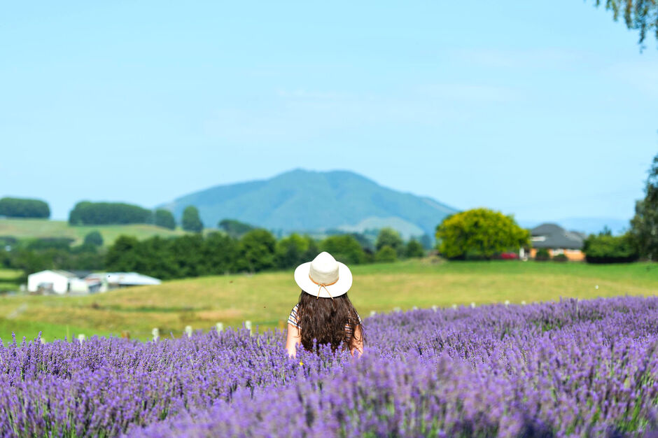 Lavender Field, Waikato